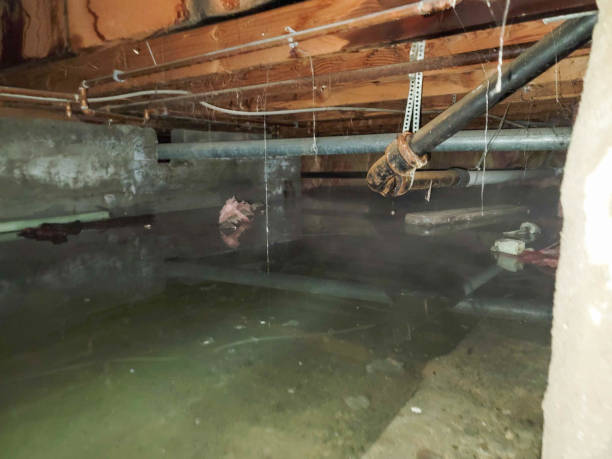 Best Professional water damage repair  in Ione, CA